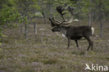 Rendier (Rangifer tarandus)