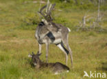 Rendier (Rangifer tarandus)