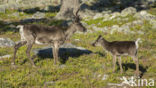 Rendier (Rangifer tarandus)