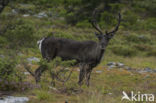 Rendier (Rangifer tarandus)