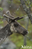 Rendier (Rangifer tarandus)