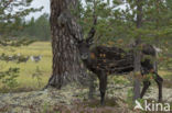 Reindeer