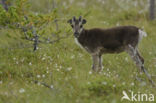 Rendier (Rangifer tarandus)