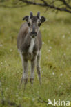 Reindeer
