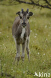 Rendier (Rangifer tarandus)