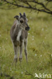 Rendier (Rangifer tarandus)