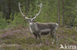 Rendier (Rangifer tarandus)