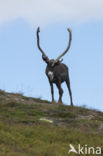 Rendier (Rangifer tarandus)