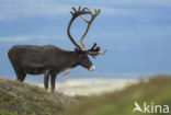 Rendier (Rangifer tarandus)