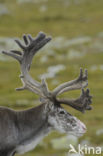 Rendier (Rangifer tarandus)