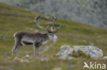 Rendier (Rangifer tarandus)