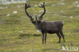 Rendier (Rangifer tarandus)