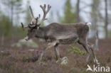 Rendier (Rangifer tarandus)