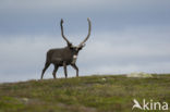 Rendier (Rangifer tarandus)