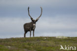 Reindeer