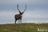 Rendier (Rangifer tarandus)