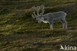 Rendier (Rangifer tarandus)