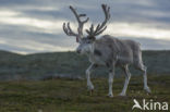 Rendier (Rangifer tarandus)