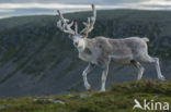 Rendier (Rangifer tarandus)