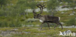 Rendier (Rangifer tarandus)