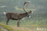 Rendier (Rangifer tarandus)