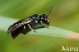 Rietmaskerbij (Hylaeus pectoralis) 