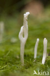 Wrinkled Clavaria (Clavulina rugosa)