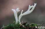 Wrinkled Clavaria (Clavulina rugosa)