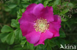 Japanese Rose (Rosa rugosa)