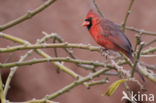 Rode Kardinaal (Cardinalis cardinalis)