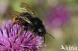 Rode koekoekshommel (Bombus rupestris) 