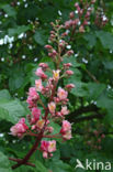 Red Horse-chestnut (Aesculus carnea)