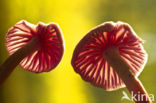 Amethyst Deceiver (Laccaria amethystina)