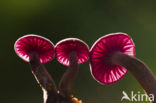 Amethyst Deceiver (Laccaria amethystina)