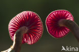 Amethyst Deceiver (Laccaria amethystina)