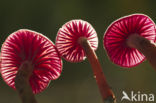 Amethyst Deceiver (Laccaria amethystina)