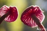 Amethyst Deceiver (Laccaria amethystina)