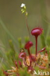 Round-leaved Sundew (Drosera rotundifolia)