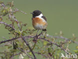 Roodborsttapuit (Saxicola rubicola)