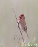 Roodmus (Carpodacus erythrinus)