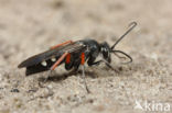 Red-legged Spider Wasp (Episyron rufipes)
