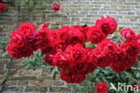 Rose (Rosa)