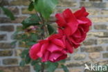 Rose (Rosa)