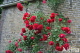 Rose (Rosa)