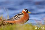 Red Phalarope (Phalaropus fulicarius)