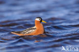 Rosse Franjepoot (Phalaropus fulicarius)