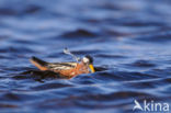 Red Phalarope (Phalaropus fulicarius)