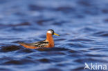 Rosse Franjepoot (Phalaropus fulicarius)