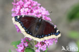 Camberwell Beauty (Nymphalis antiopa)