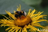 Rudbeckia (Rudbeckia)